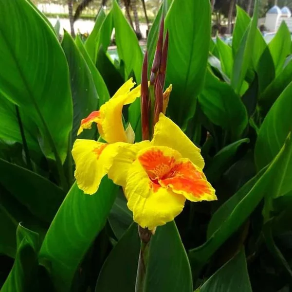 Detail Gambar Bunga Kana Nomer 8