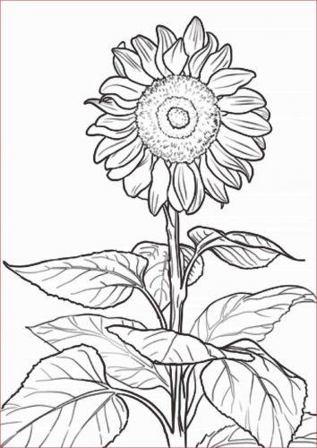 Detail Gambar Bunga Kartun Tanpa Warna Nomer 14