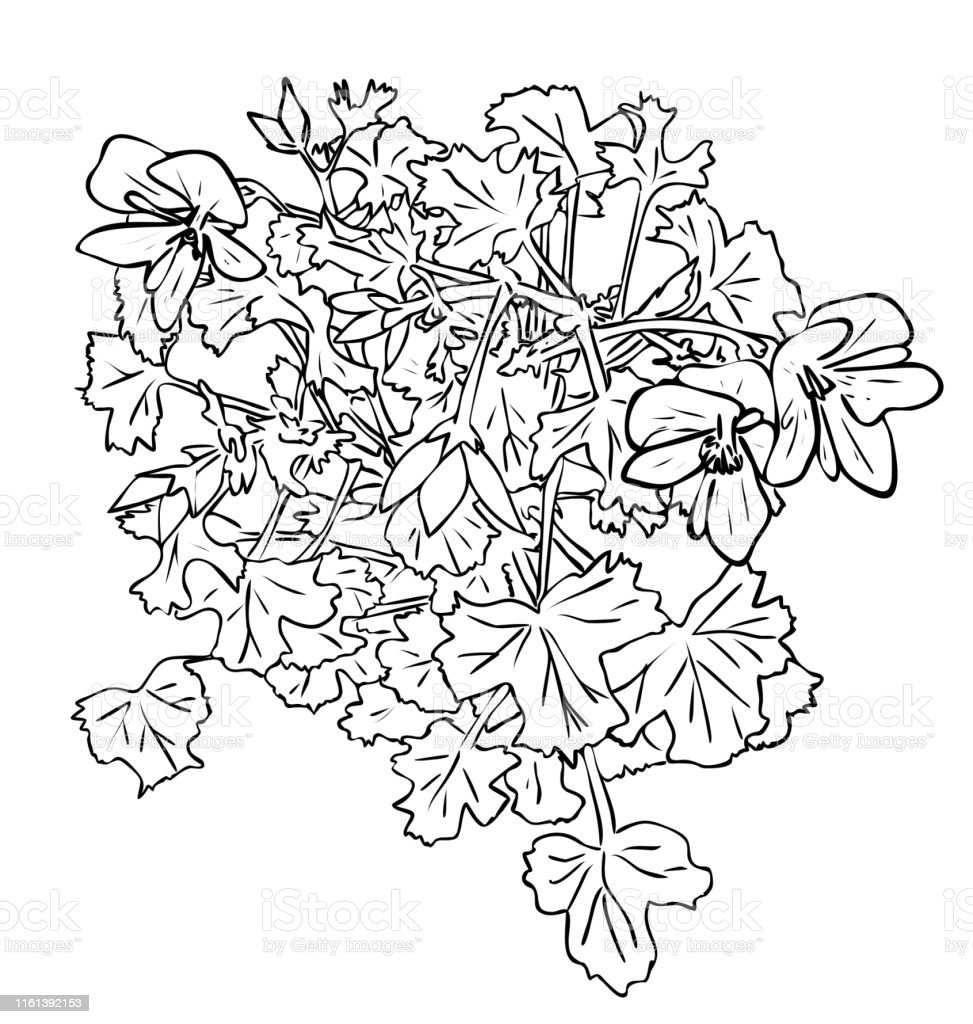 Detail Gambar Bunga Kartun Warna Hitam Nomer 51