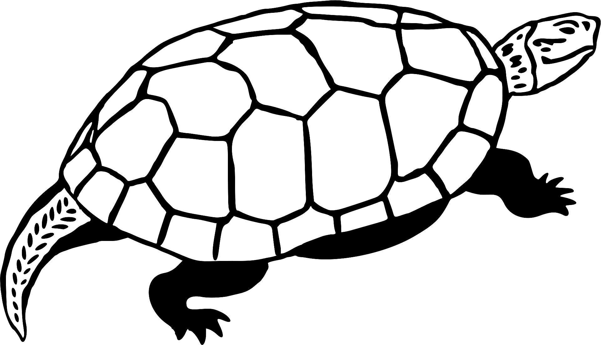 Detail Sea Turtle Black And White Nomer 13