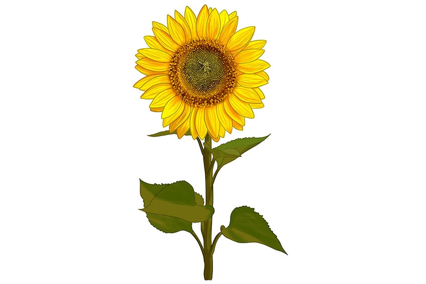 Sonnenblume Zeichnen - KibrisPDR