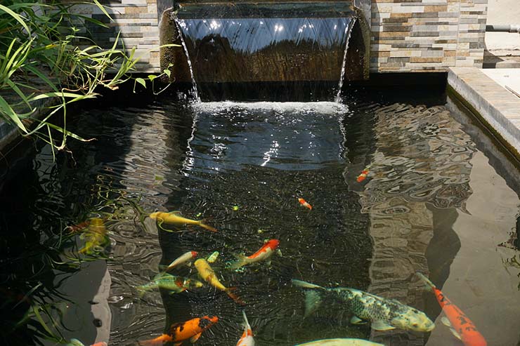 Detail Air Terjun Kolam Ikan Minimalis Nomer 41