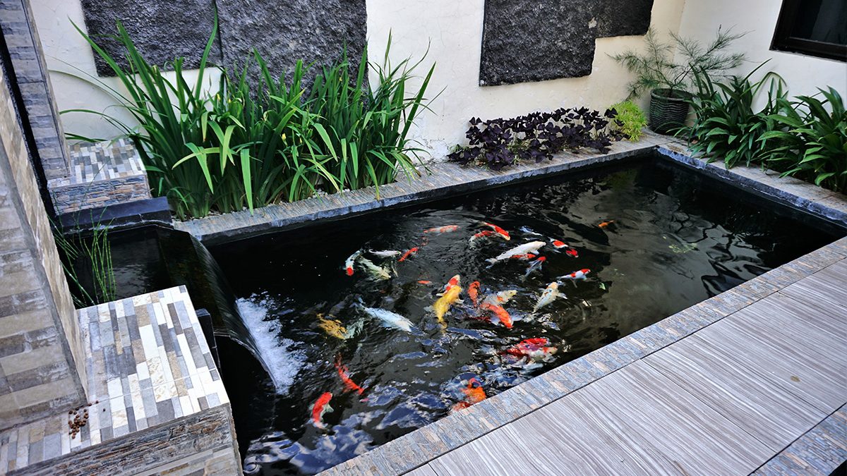 Download Air Terjun Kolam Ikan Minimalis Nomer 44