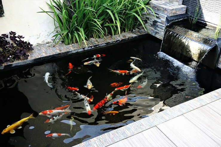 Detail Air Terjun Kolam Ikan Minimalis Nomer 49