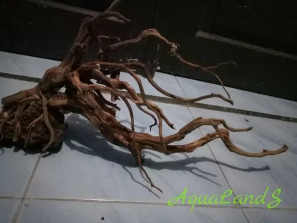Detail Akar Aquarium Nomer 22