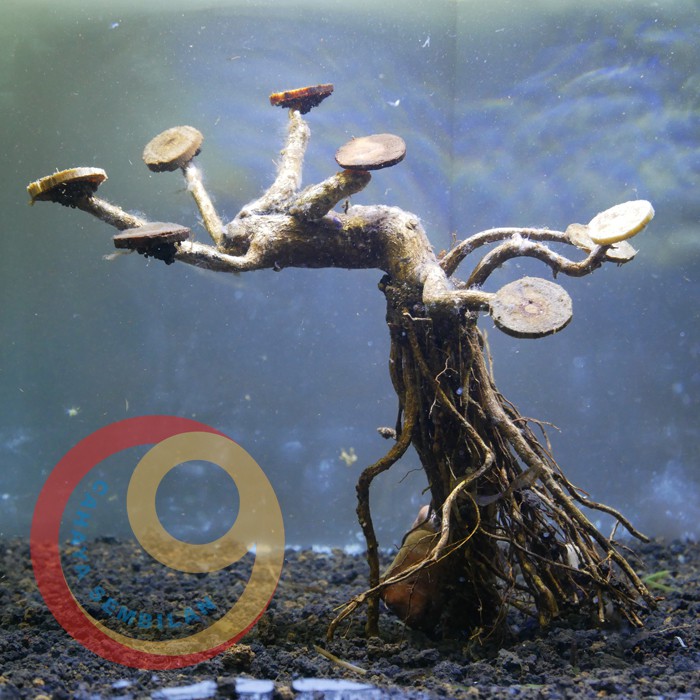 Detail Akar Aquarium Nomer 41