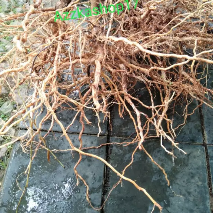 Detail Akar Buat Aquascape Nomer 45