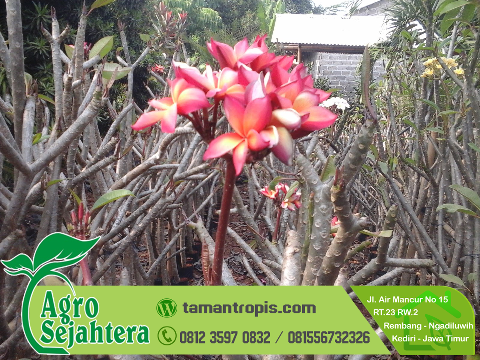 Detail Akar Bunga Kamboja Nomer 53