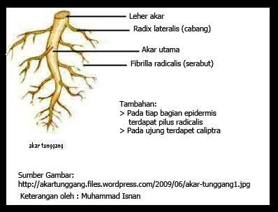 Detail Akar Kacang Hijau Nomer 8