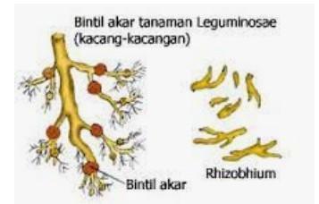 Detail Akar Kacang Hijau Nomer 9