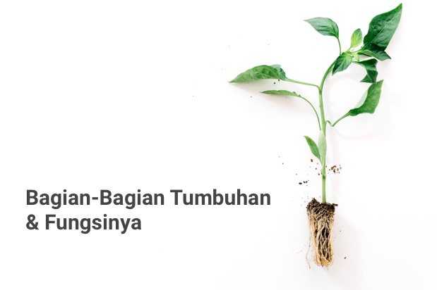 Detail Akar Kacang Hijau Nomer 10