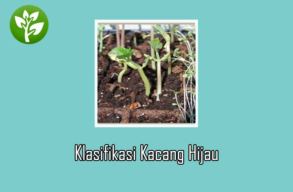 Detail Akar Kacang Hijau Nomer 11