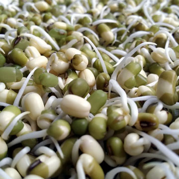 Detail Akar Kacang Hijau Nomer 13