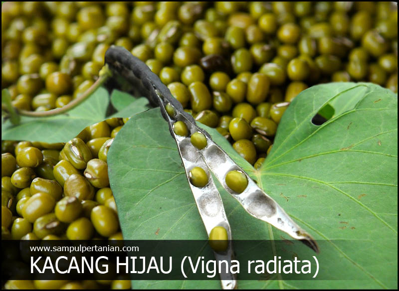 Detail Akar Kacang Hijau Nomer 14