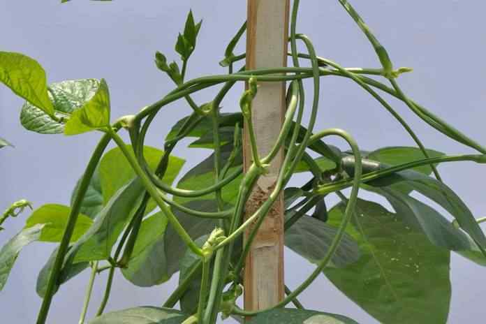 Detail Akar Kacang Hijau Nomer 17