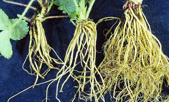 Detail Akar Kacang Hijau Nomer 18
