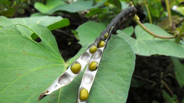 Detail Akar Kacang Hijau Nomer 21