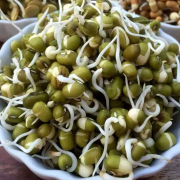 Detail Akar Kacang Hijau Nomer 29