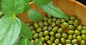 Detail Akar Kacang Hijau Nomer 30