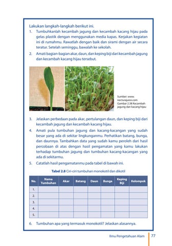 Detail Akar Kacang Hijau Nomer 34