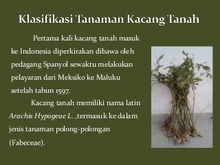 Detail Akar Kacang Hijau Nomer 37
