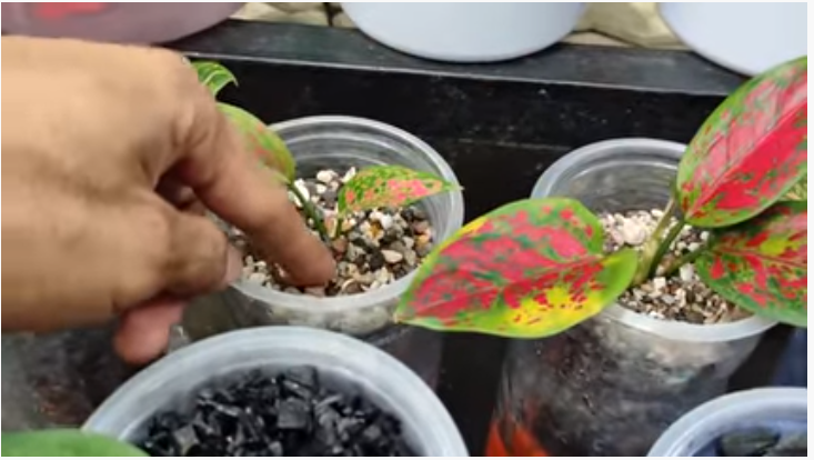 Detail Akar Kacang Hijau Nomer 39