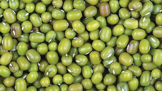 Detail Akar Kacang Hijau Nomer 40