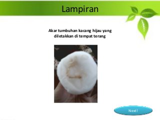 Detail Akar Kacang Hijau Nomer 41