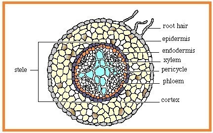 Detail Akar Kacang Hijau Nomer 5