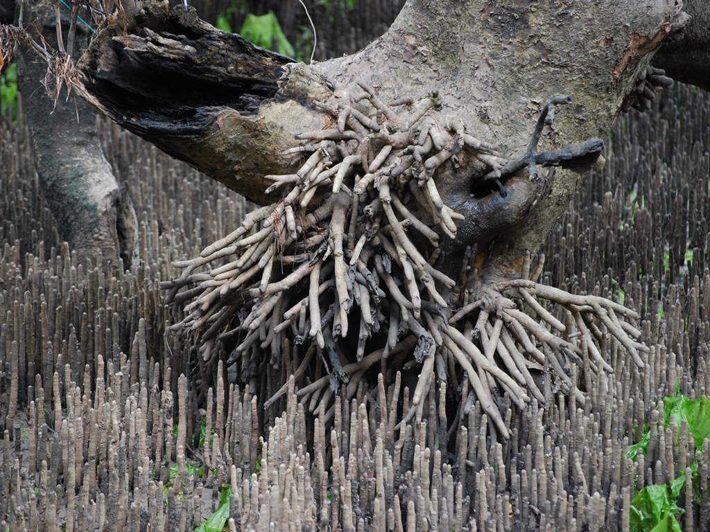 Detail Akar Pohon Bakau Nomer 19