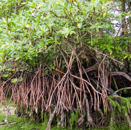 Detail Akar Pohon Bakau Nomer 4