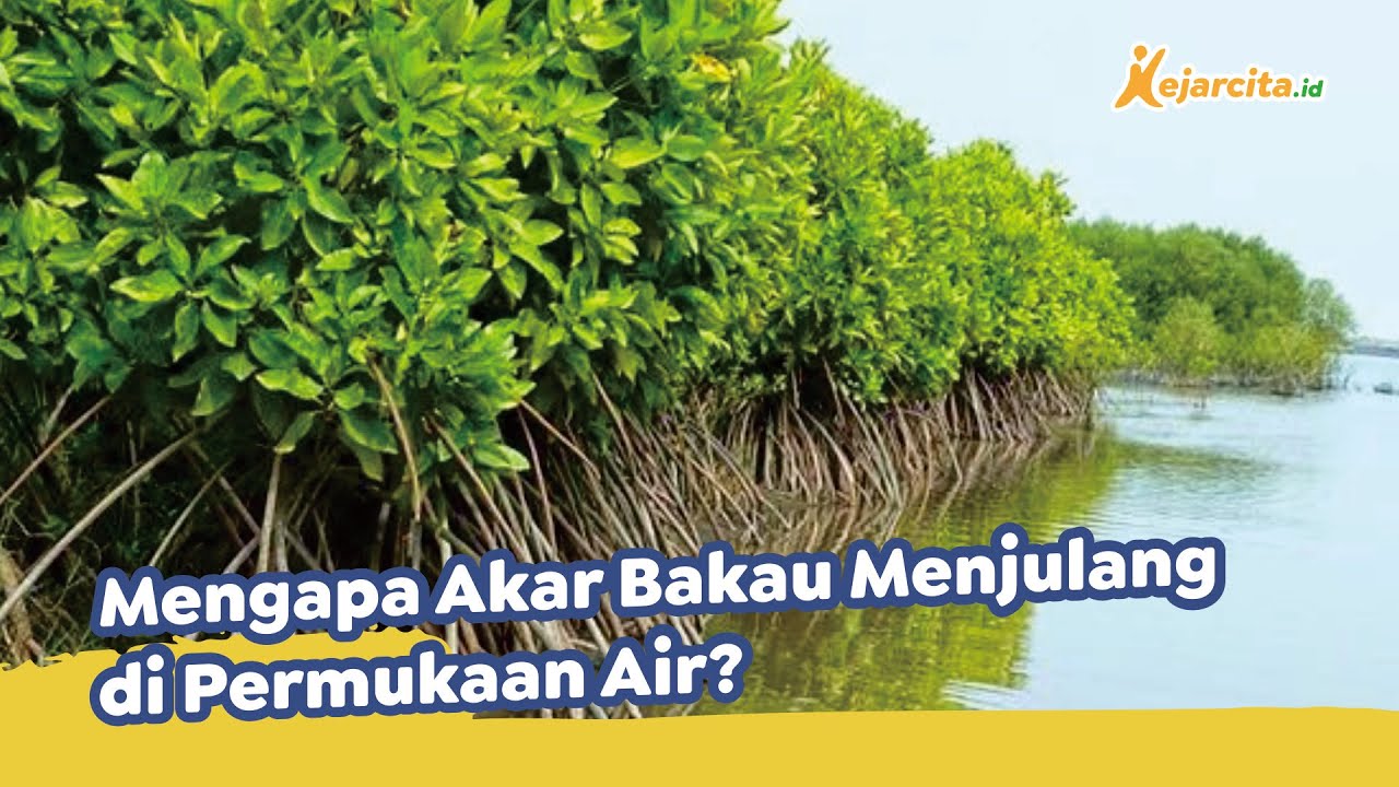 Download Akar Pohon Bakau Nomer 50