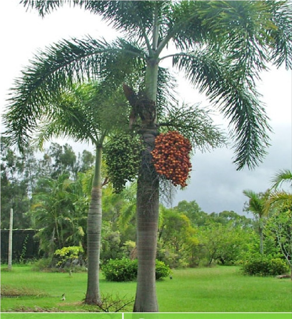 Detail Akar Pohon Palem Nomer 39