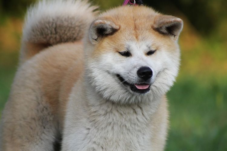 Akita Inu Karakter - KibrisPDR