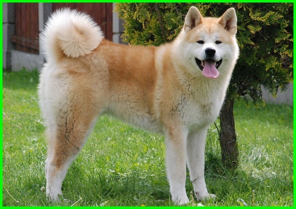 Detail Akita Inu Karakter Nomer 2