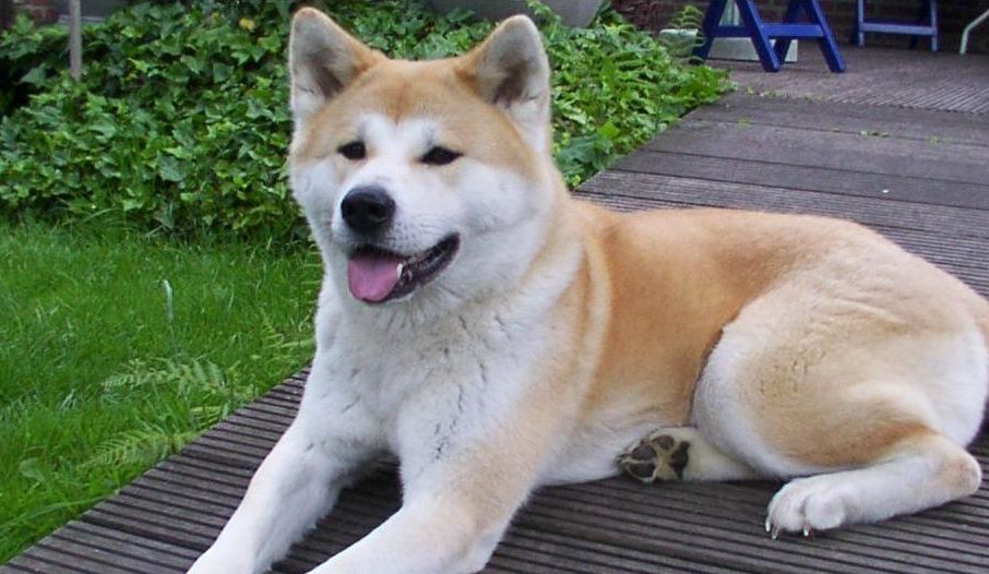 Detail Akita Inu Karakter Nomer 3