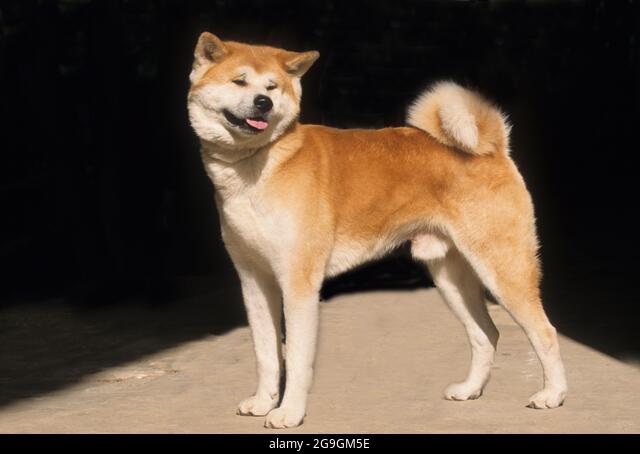 Detail Akita Inu Karakter Nomer 19