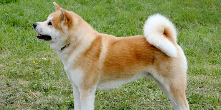 Detail Akita Inu Karakter Nomer 20