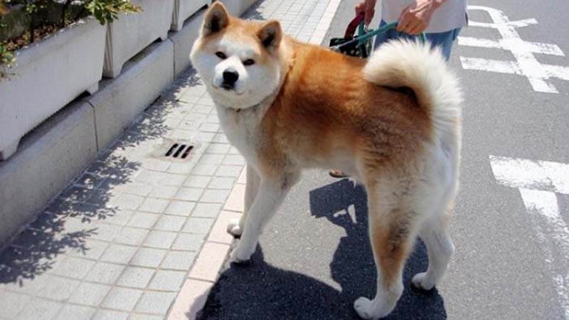 Detail Akita Inu Karakter Nomer 4