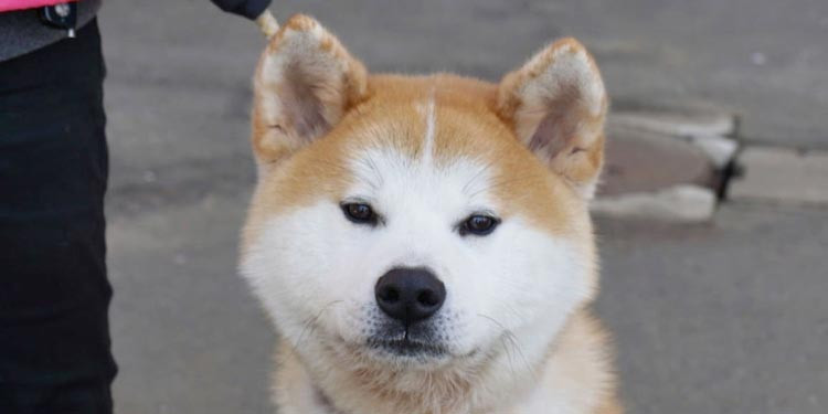 Detail Akita Inu Karakter Nomer 26