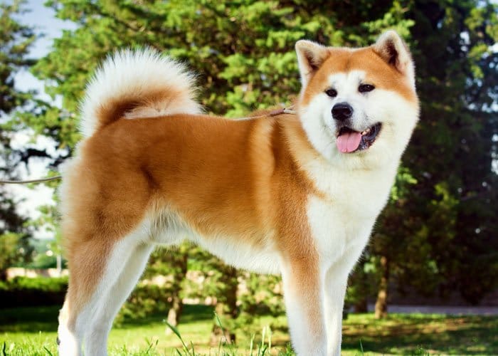 Detail Akita Inu Karakter Nomer 32