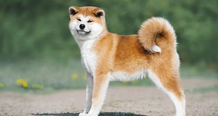 Detail Akita Inu Karakter Nomer 5