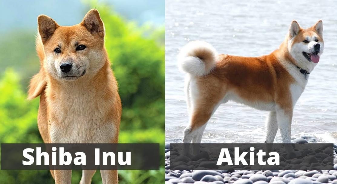 Detail Akita Inu Karakter Nomer 47