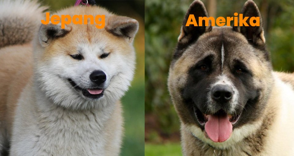 Detail Akita Inu Karakter Nomer 6