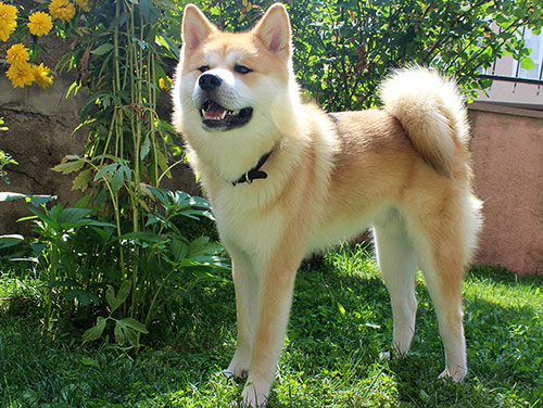 Detail Akita Inu Karakter Nomer 8