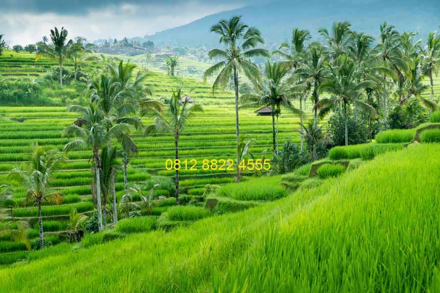 Detail Alam Background Pemandangan Nomer 34