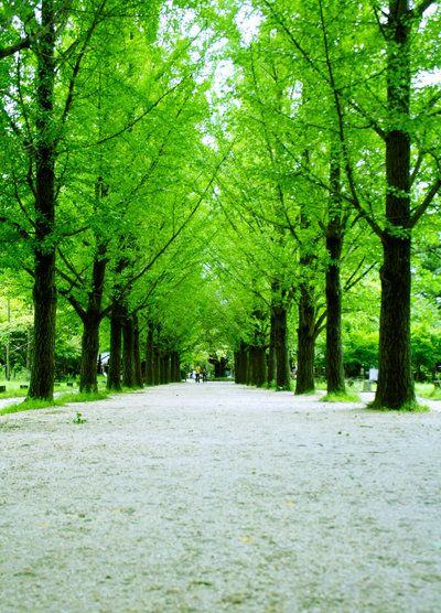 Detail Alam Background Pemandangan Nomer 47