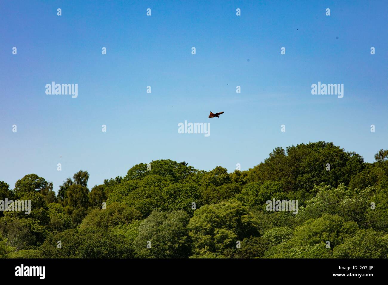 Download Alamy Stock Photo Free Nomer 15