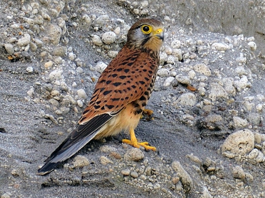 Alap Alap Kestrel - KibrisPDR