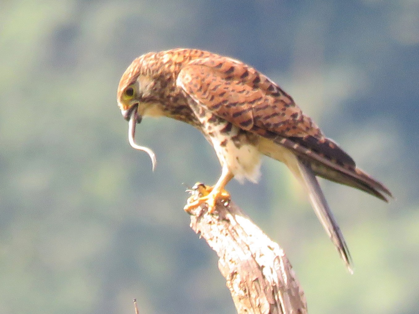 Detail Alap Alap Kestrel Nomer 2